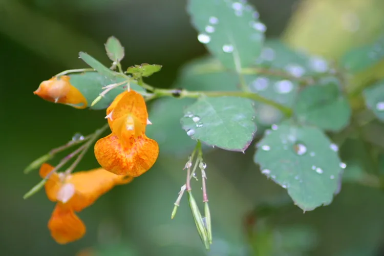 Common wildflower thrives in cooler temps